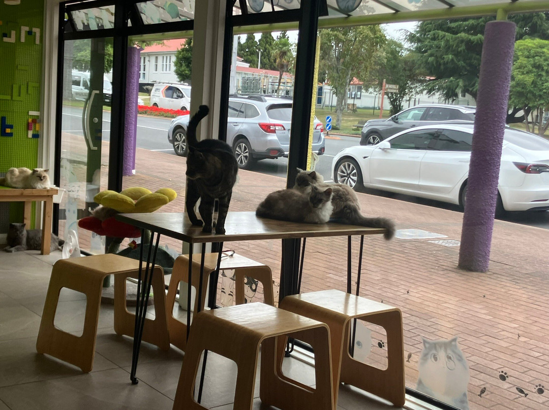 Fancy Meow Cat Cafe-罗托鲁瓦必去景点