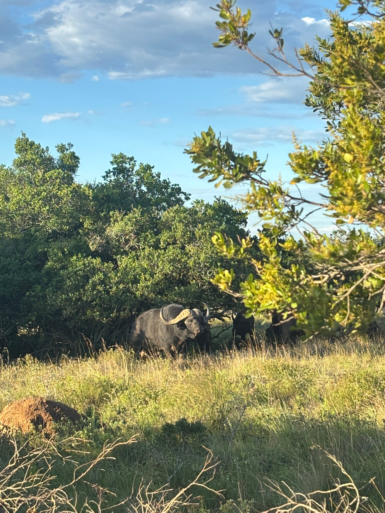 Schotia Safaris Private Game Reserve-官方