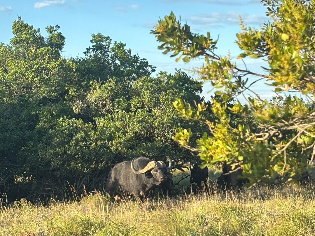 Schotia Safaris Private Game Reserve主图