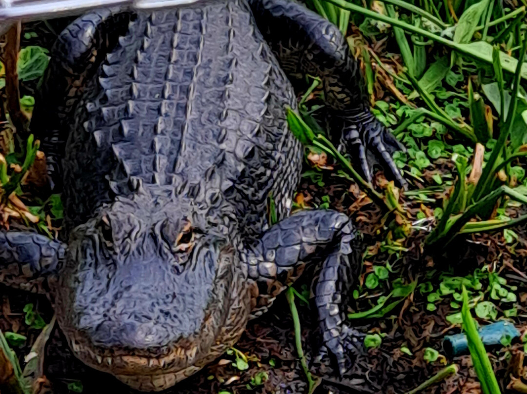 Grape Hammock-莱克威尔士必去景点