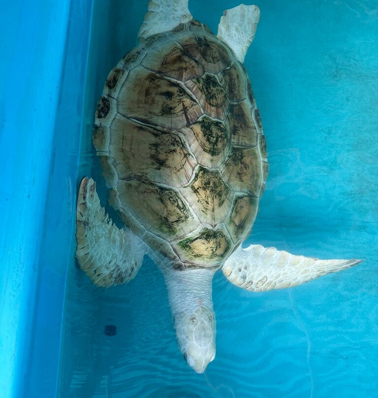 KOSGODA Turtle Conservation and Research Centre景点图片