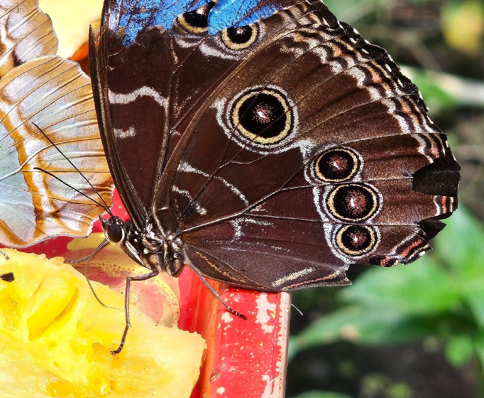 Boquete Bees and Butterflies景点图片