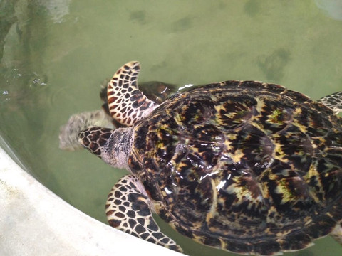 Sithu Tours and Taxi Service-马塔拉必去景点