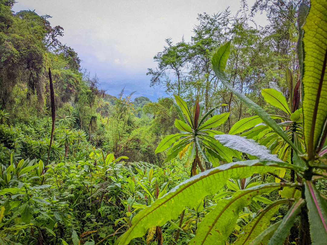 Mount Bisoke景点图片