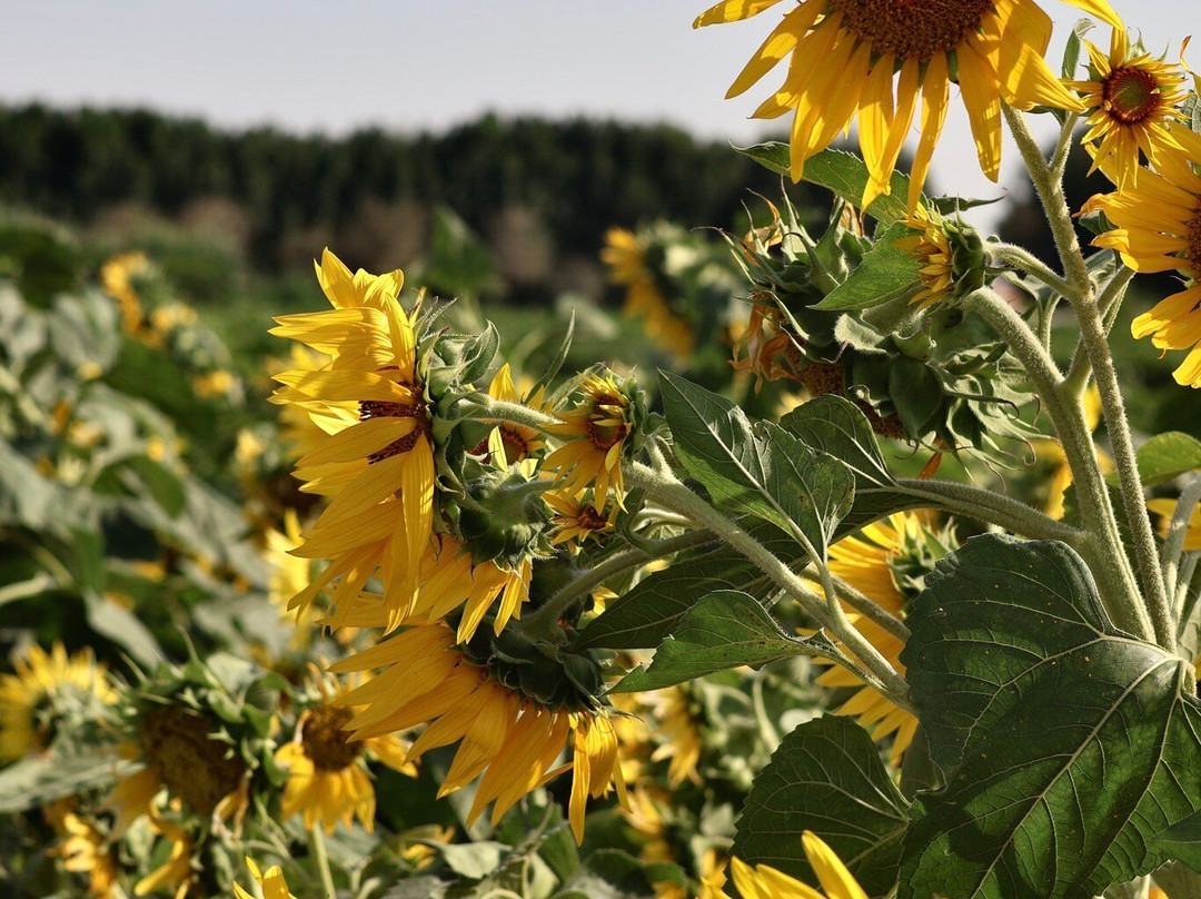 Emirates Bio Farm-阿布扎比酋长国必去景点