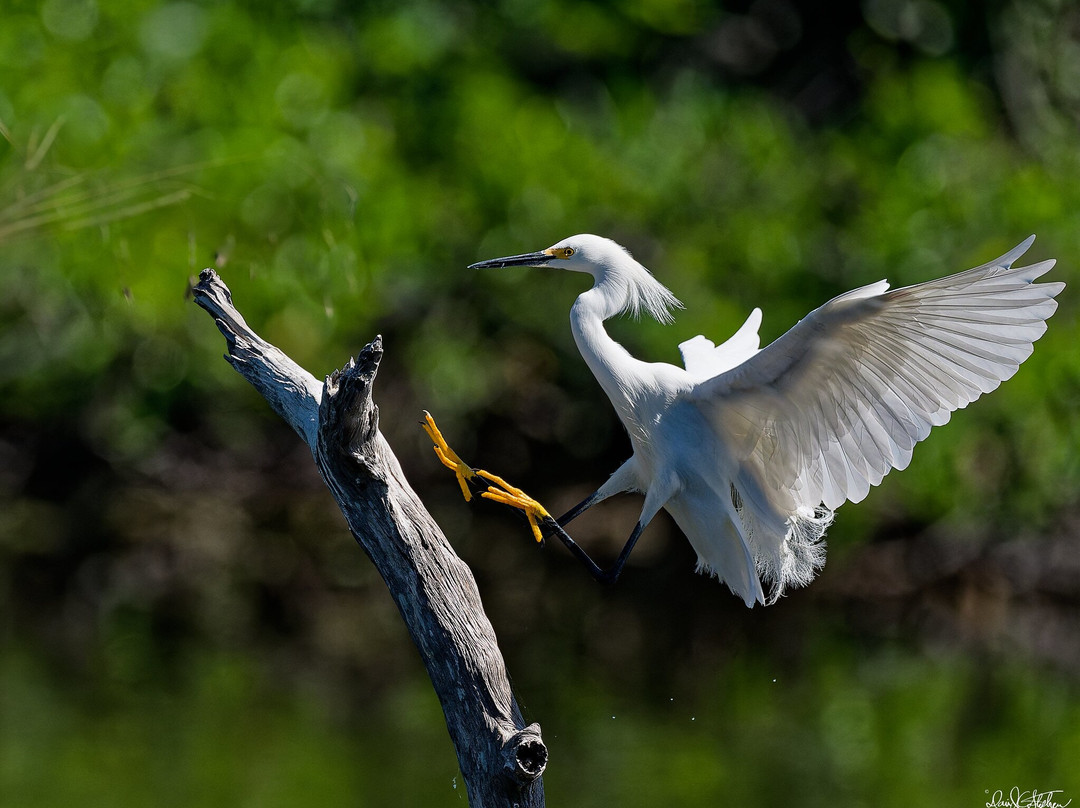 Wakodahatchee Wetlands-德拉海滩必去景点