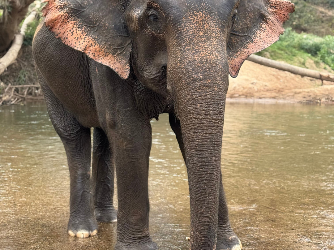 New Elephant Home-Kuet Chang必去景点