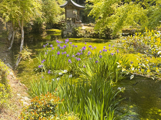 Umamioka Watamuki Shrine-日野町必去景点