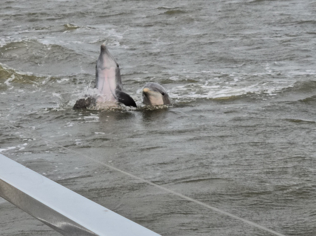 Historic Jekyll Wharf Boat Tours-吉柯岛必去景点
