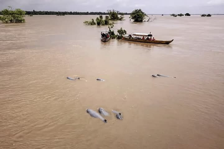 Dolphins Watching Tour And Sightseeing景点图片