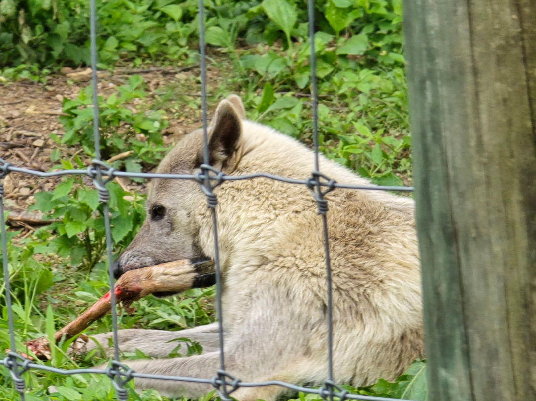 Wolf Sanctuary of PA-利蒂茨必去景点