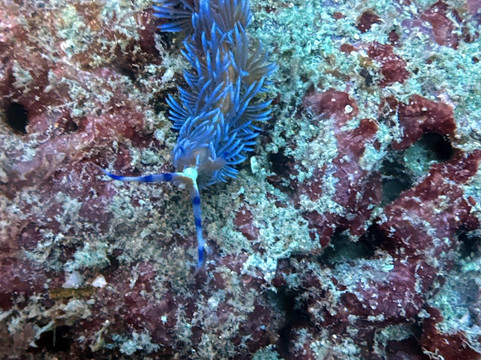 Sea Gypsy Divers-奥南必去景点