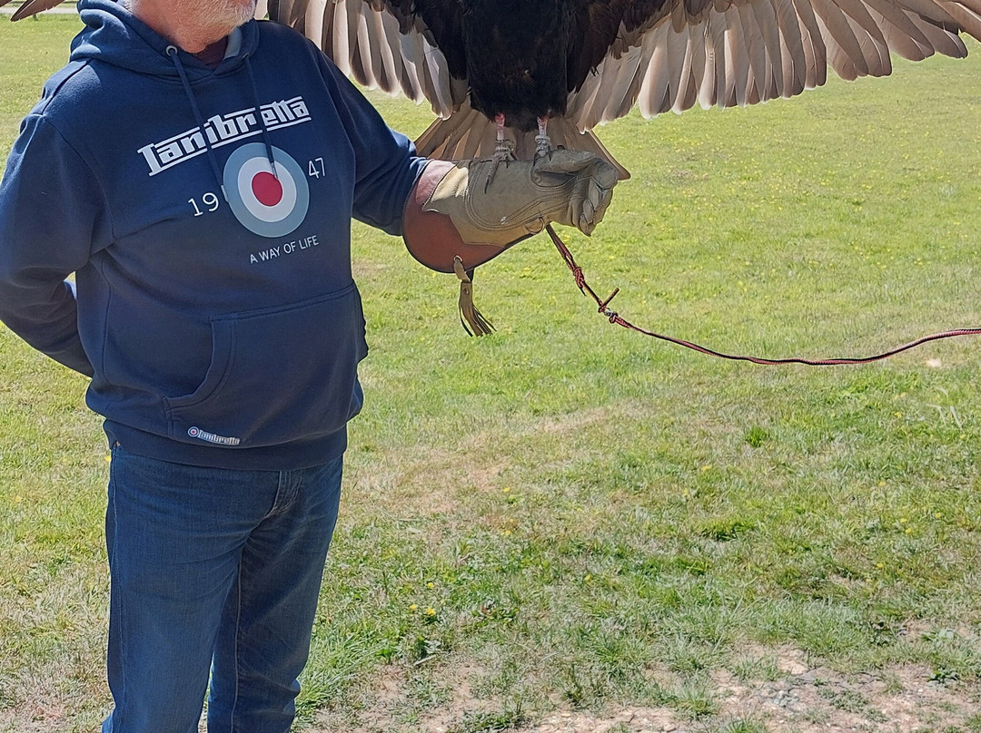 Surrey Hills Falconry-Ockley必去景点