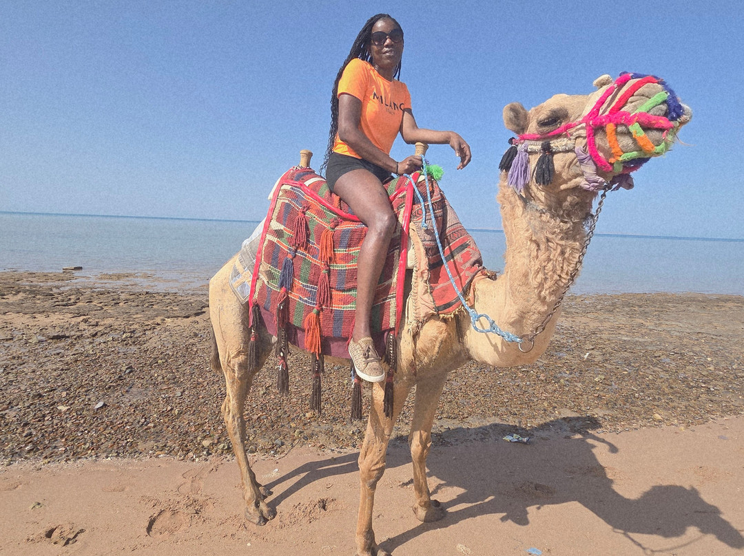 Trip Adventure-赫尔格达必去景点