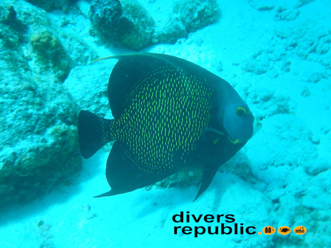 Divers Republic-Sint Willibrordus必去景点