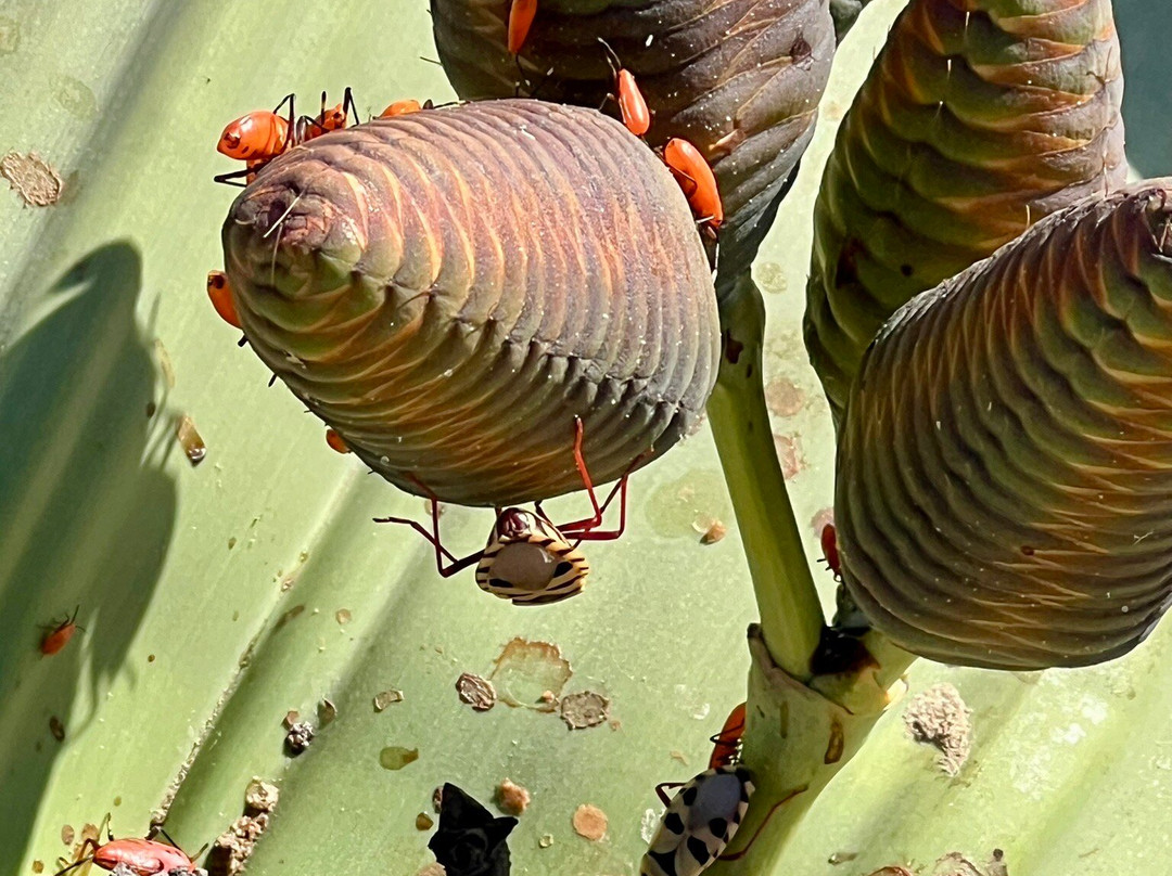 Welwitschia Plains-斯瓦科普蒙德必去景点