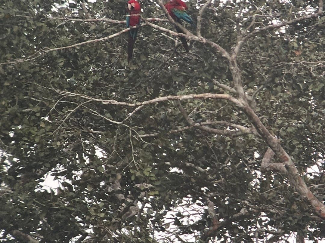 JunglePro-马尔多纳多港必去景点