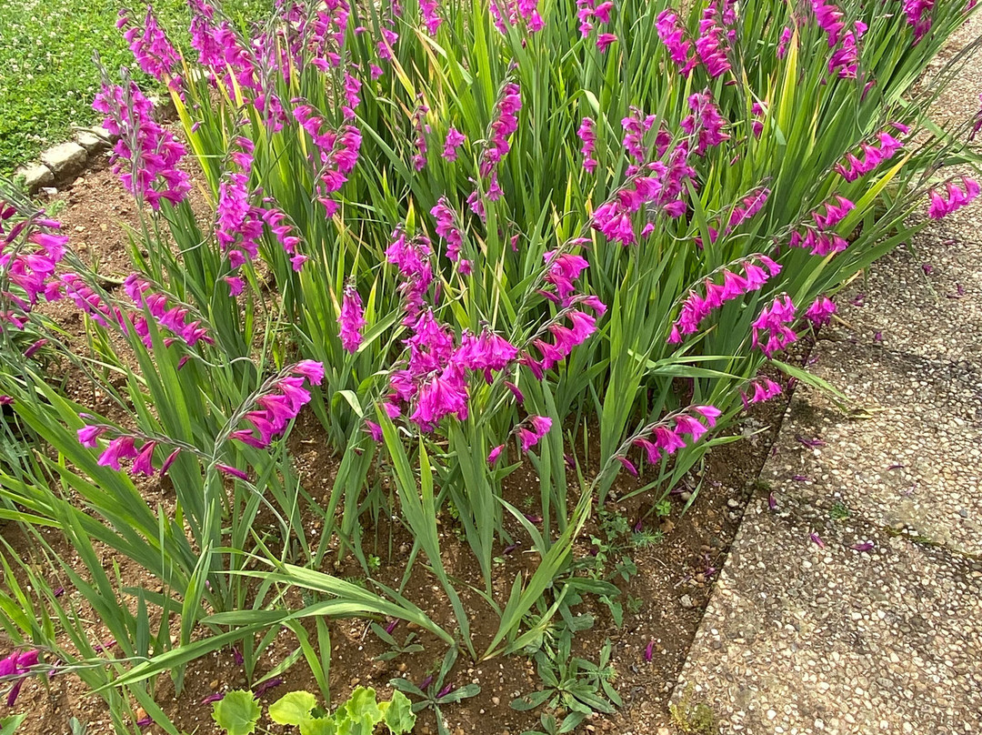Jardin Botanique Jean-Marie Pelt景点图片