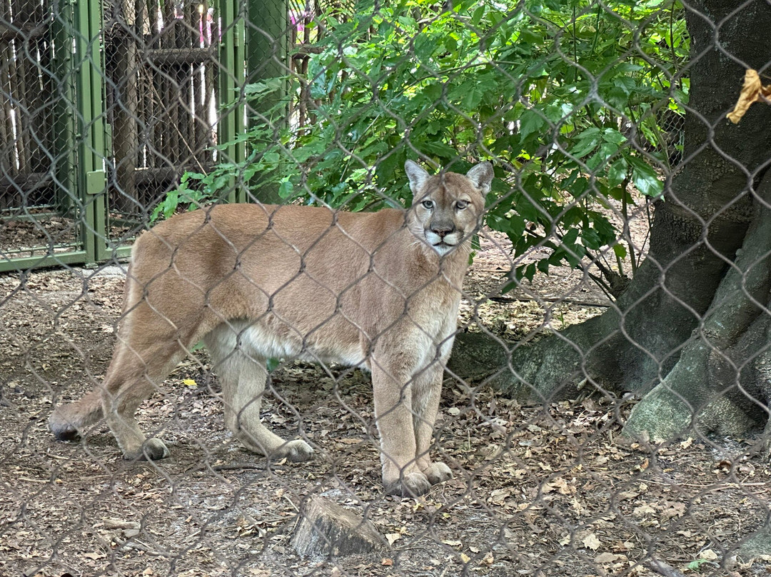 Palm Beach Zoo & Conservation Society景点图片
