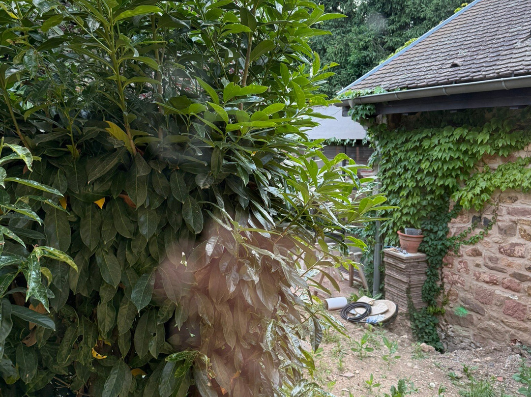 Hotel Restaurant L'Ami Fritz主图