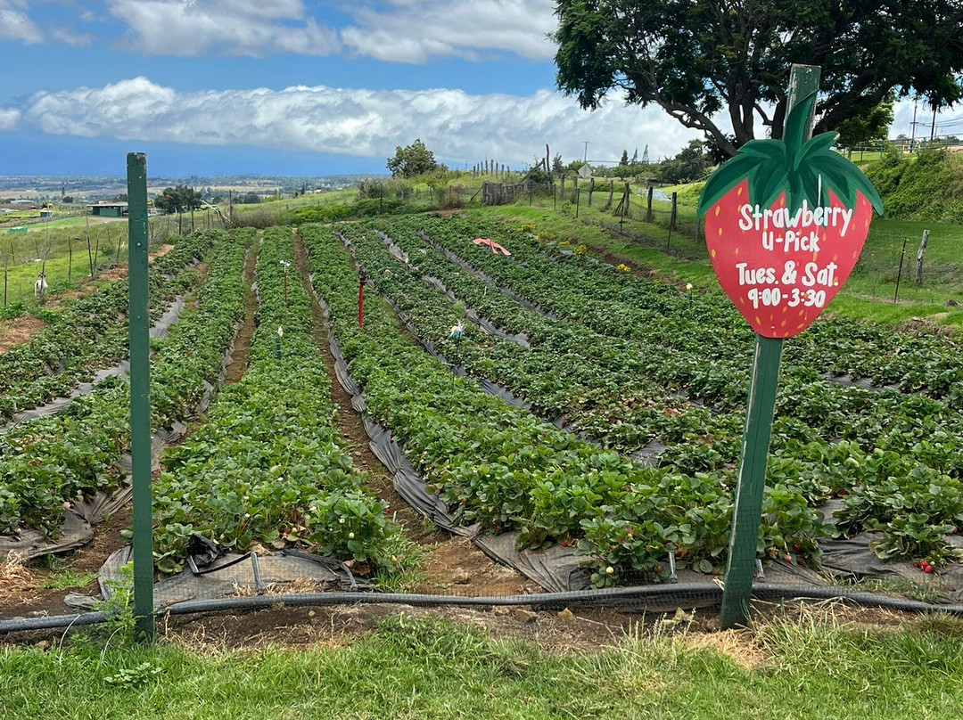 Kula Country Farms-库拉必去景点