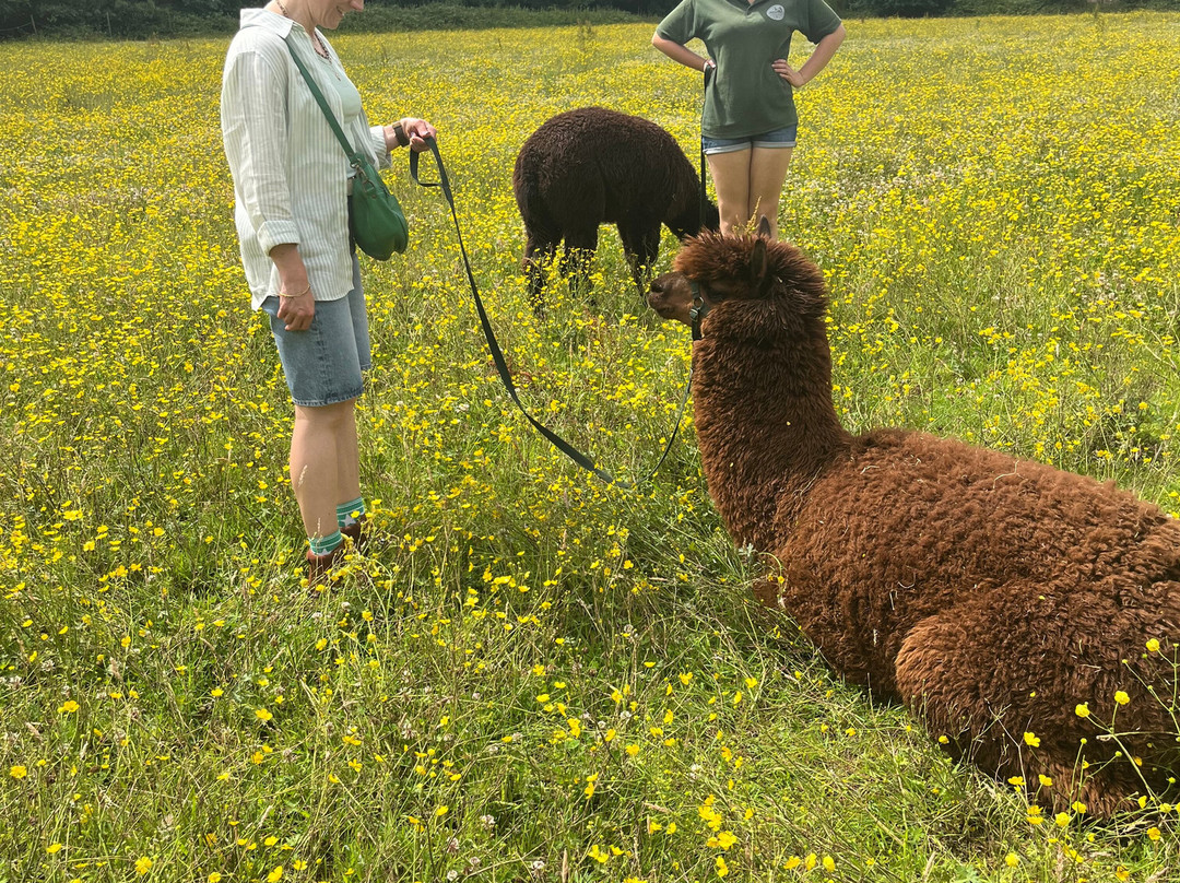 Woodlands Alpaca Farm-沃灵顿必去景点