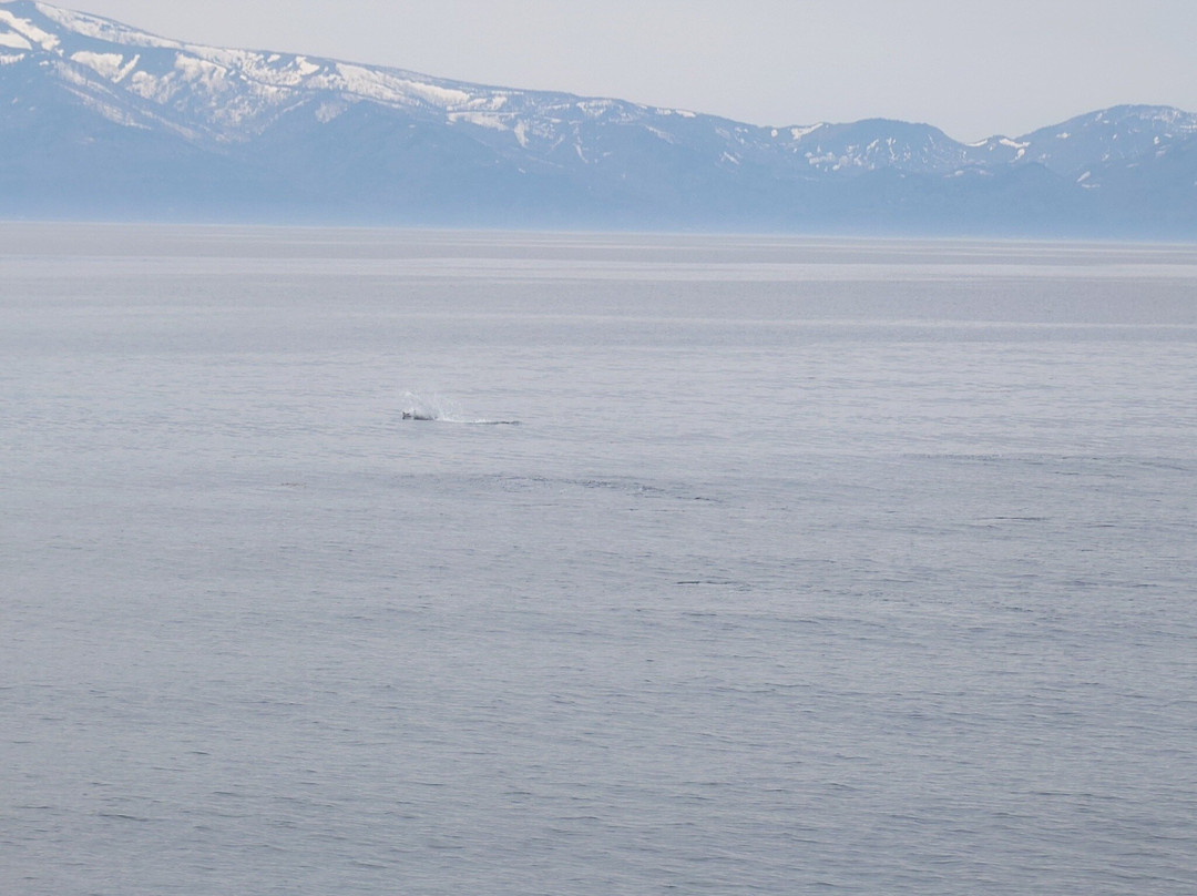 Shiretoko Nature Cruise - Day Tours-罗臼町必去景点