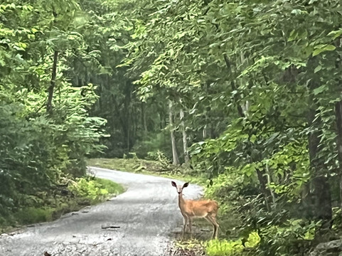 Cedar Post Inn Bed & Breakfast主图