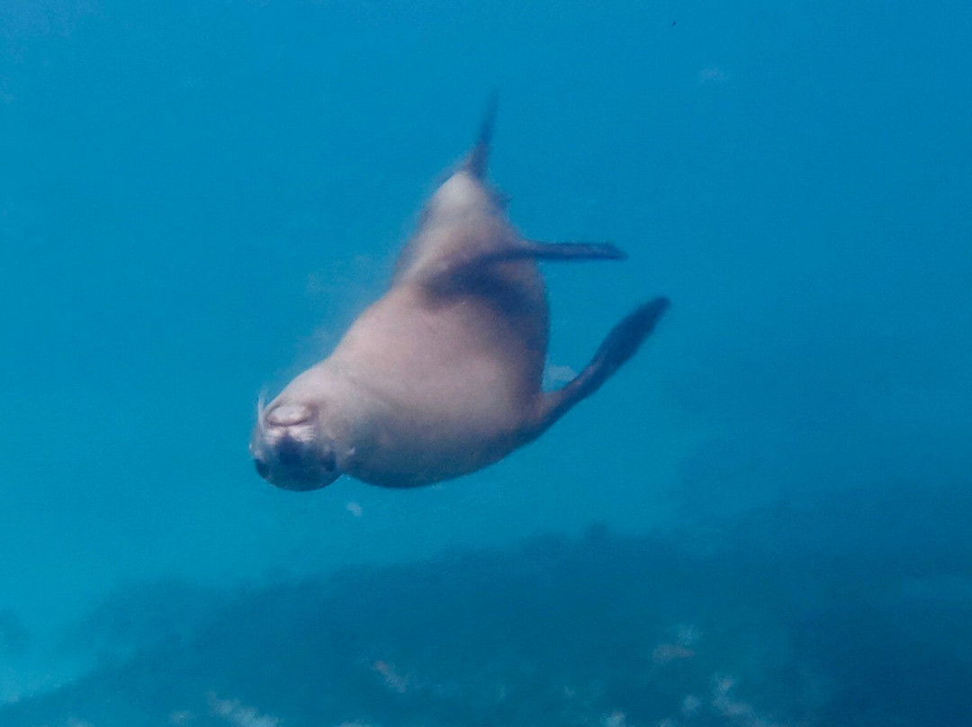 Jurien Bay Oceanic Experience-朱里恩湾必去景点