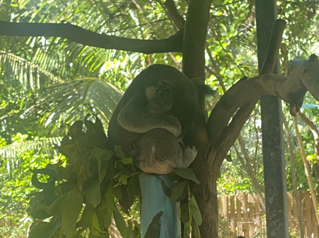 Selina Magnetic Island & The Koala Park-Horseshoe Bay必去景点