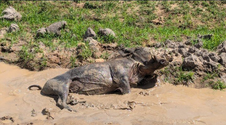 Safari Stride-Ngorongoro必去景点