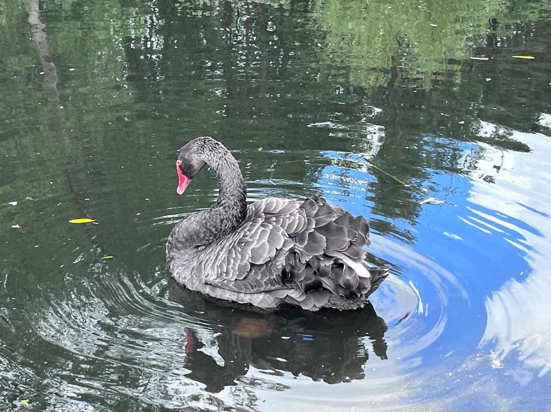 WWT Washington Wetland Centre-Washington必去景点