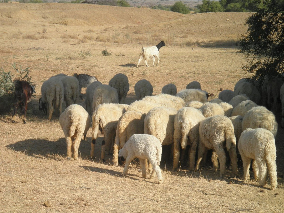 Arman Desert Luxury Camp & Resort Jaisalmer