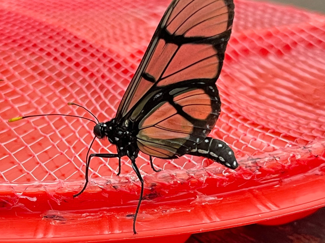 El Jardin de las Mariposas-San Miguel de los Bancos必去景点