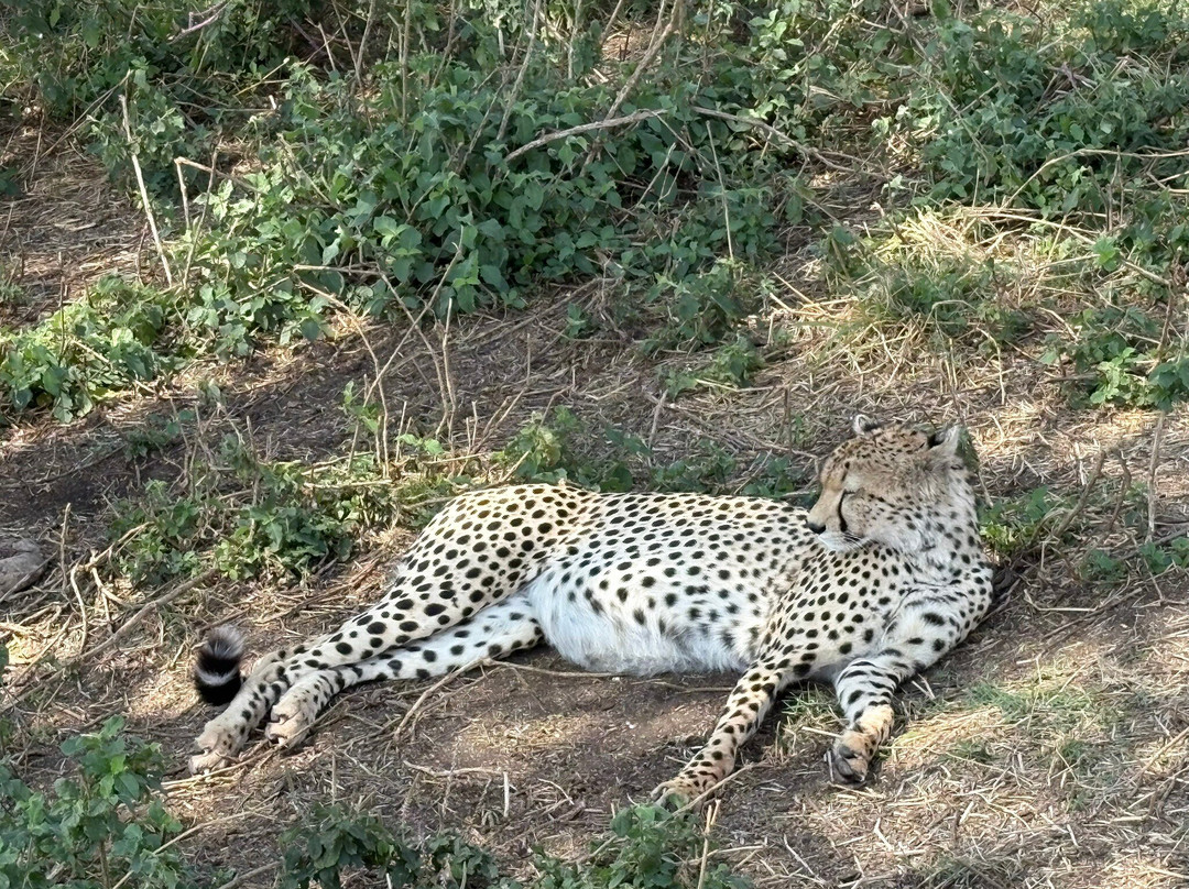 iTravel Safari & Expeditions-阿鲁沙必去景点