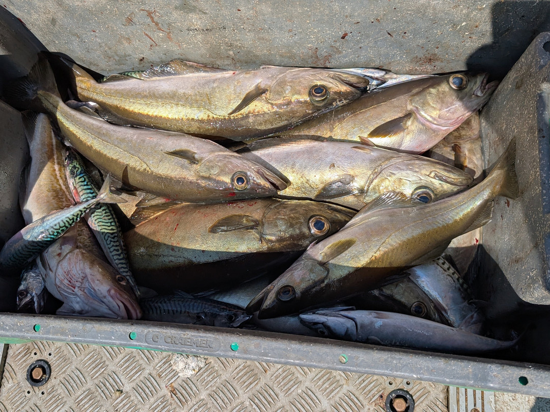 West Kerry Sea Angling and Eco Tours-丁格尔必去景点
