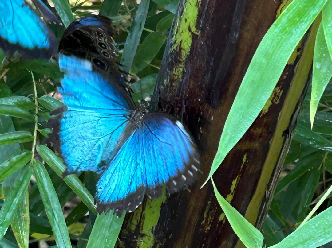 Butterfly Gardens @ Middleton Common Farm-Westmeston必去景点