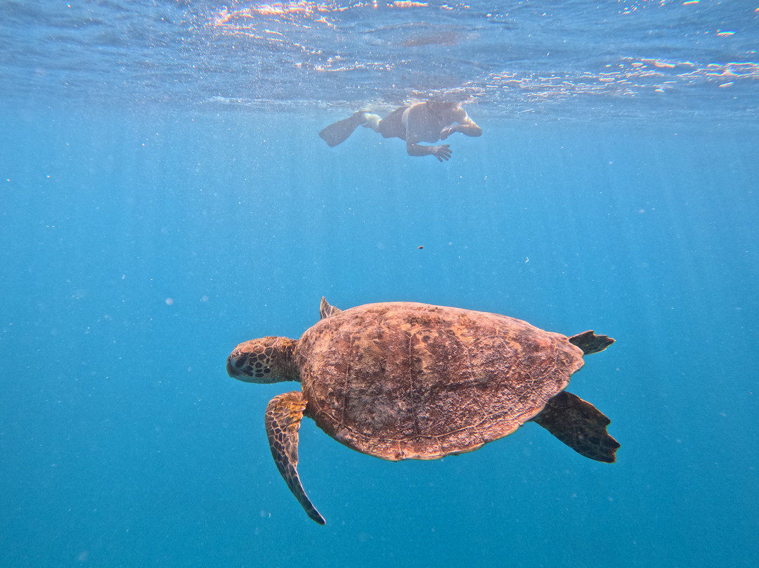 Kali & Kato's Rarotonga Turtle Tours-Takitumu District必去景点