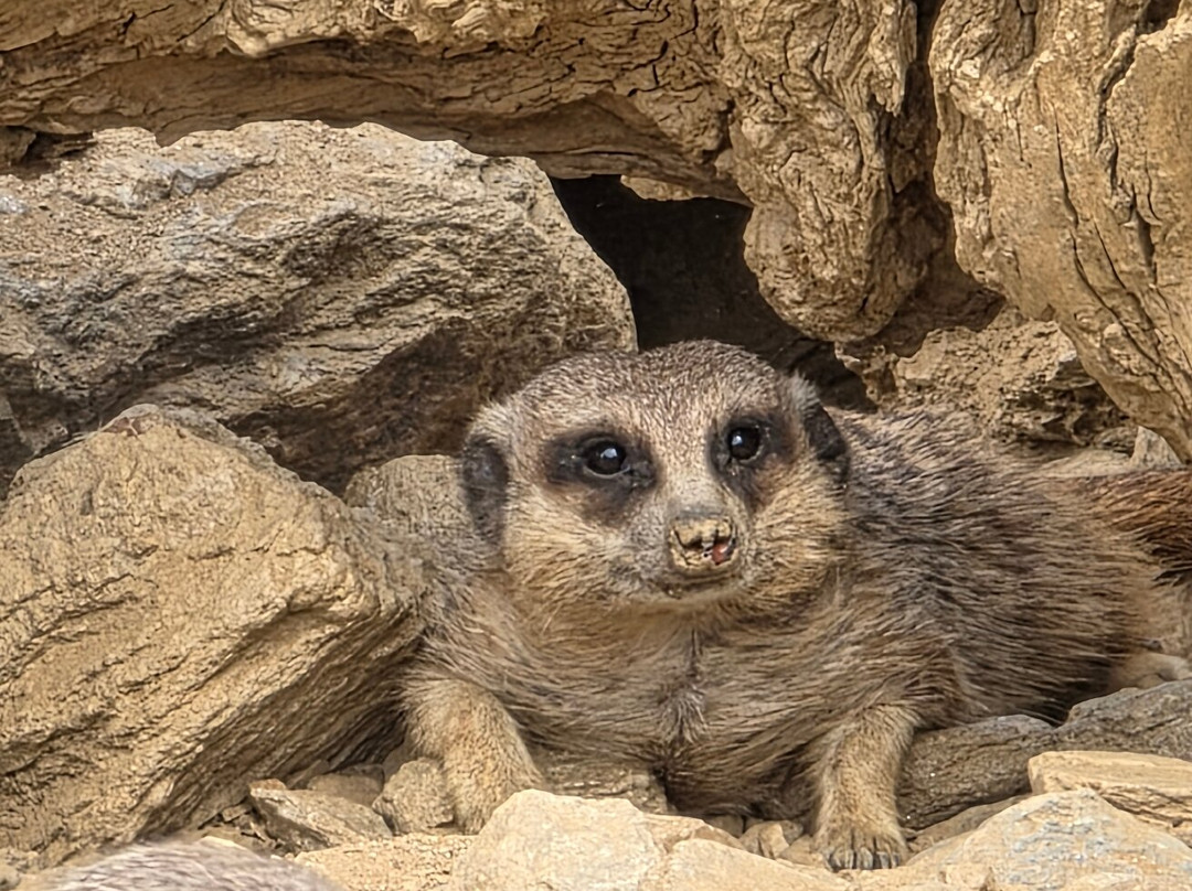 Jardin Zoologique Tropical-La Londe Les Maures必去景点