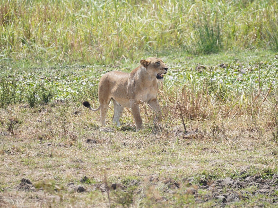 Serenity adventure safaris-吉佳利必去景点