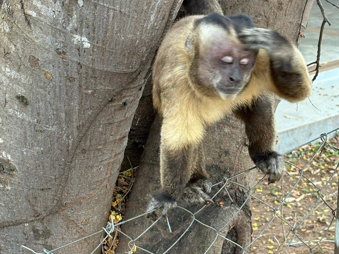 Pantanal Safaris-波科内必去景点