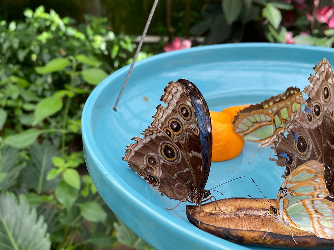 Utrecht University Botanic Gardens-乌特勒支必去景点