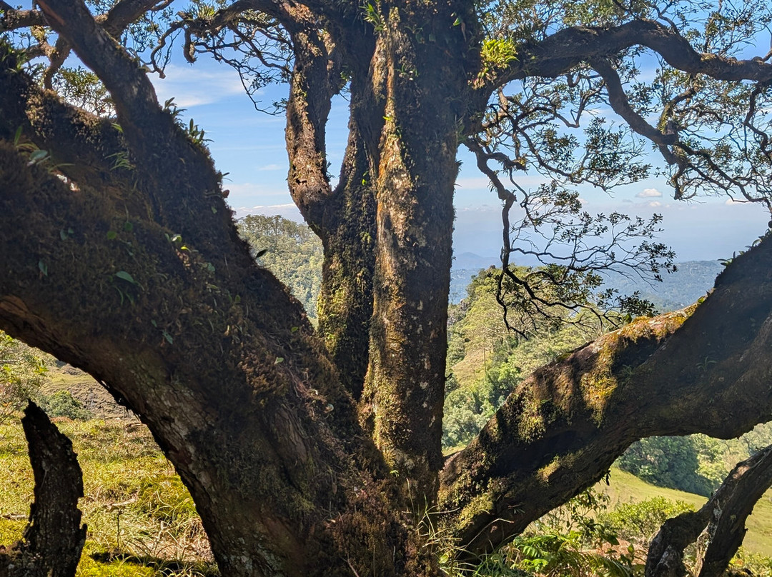 Gunung Mutis Natural Reserve-Soe必去景点