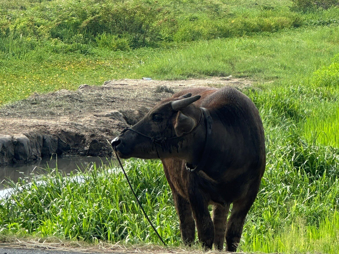 My Son Tour-会安必去景点