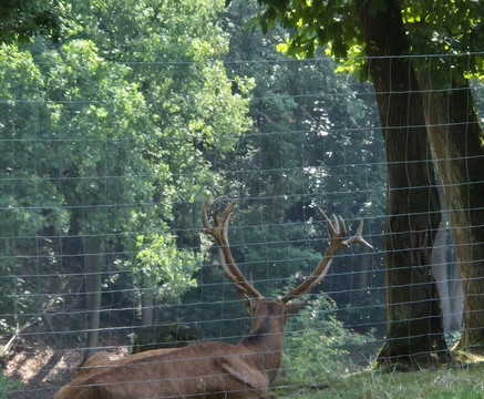 Wildpark Schmidt-Schmidt必去景点