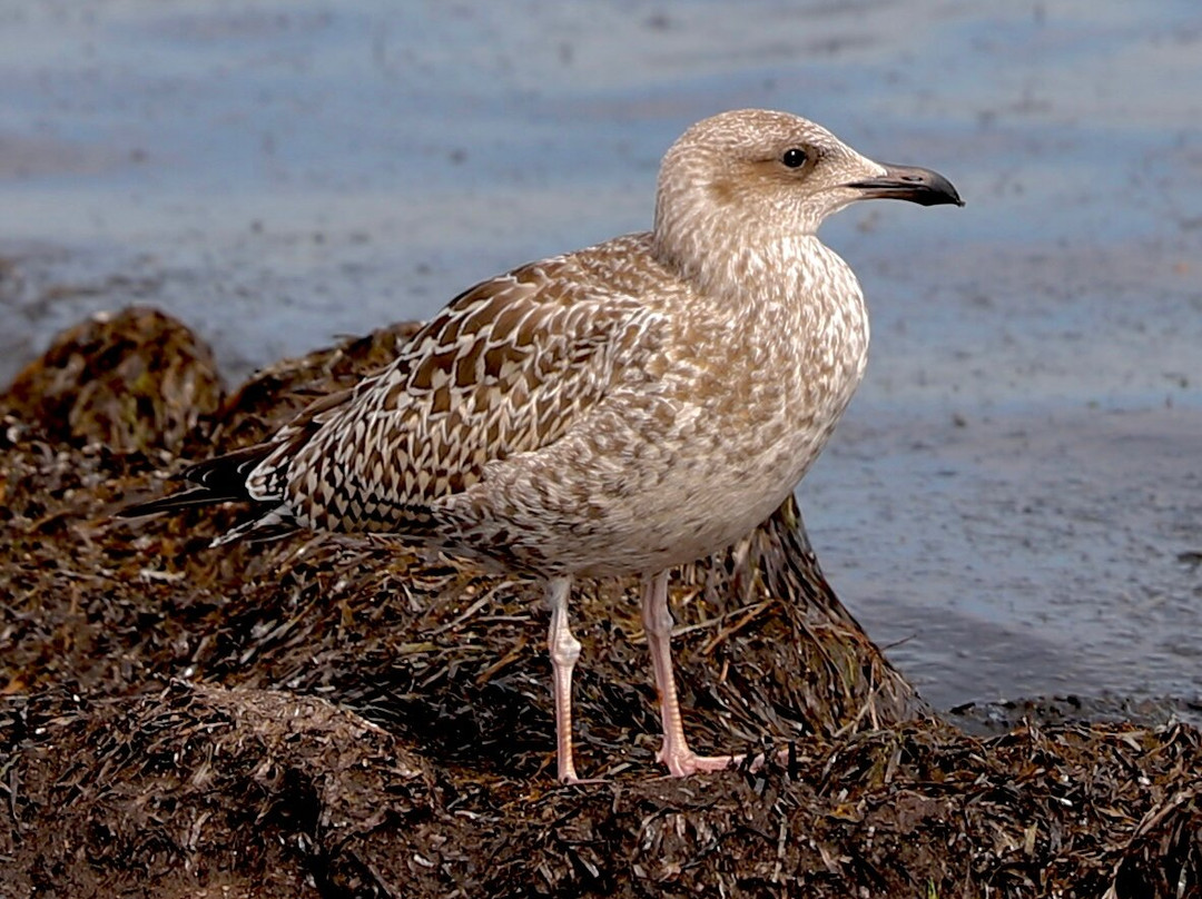 Naturreisen MV-Ostseebad Prerow必去景点