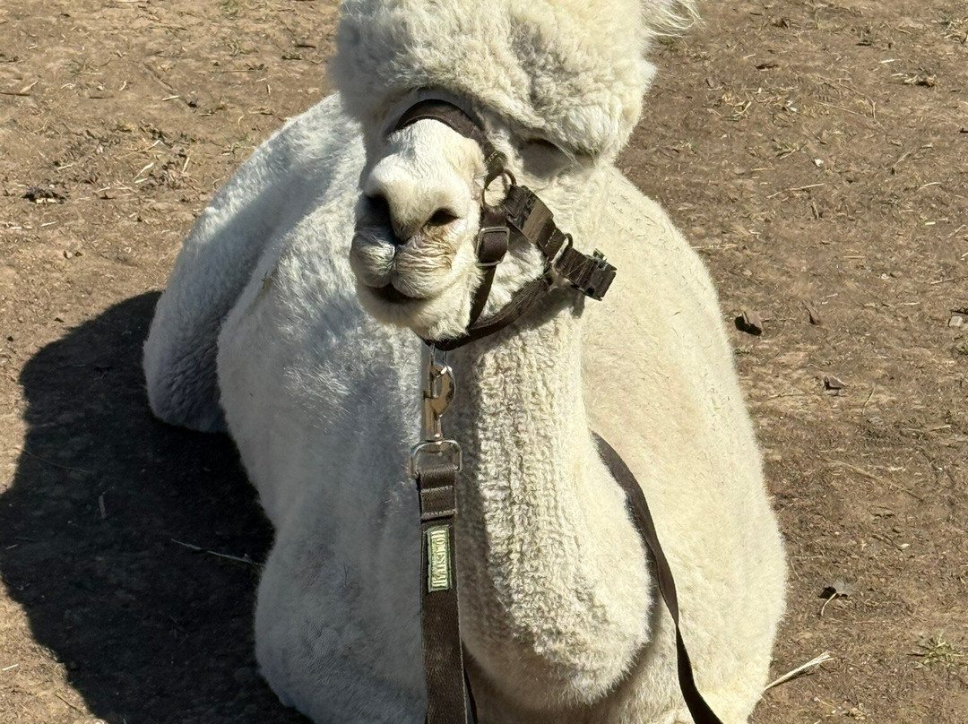 Alpaca & Unicorn Adventures-Tring必去景点