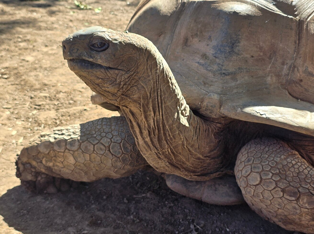 Arrondissement of Saint-Paul旅游景点-Le Jardin Des Tortues
