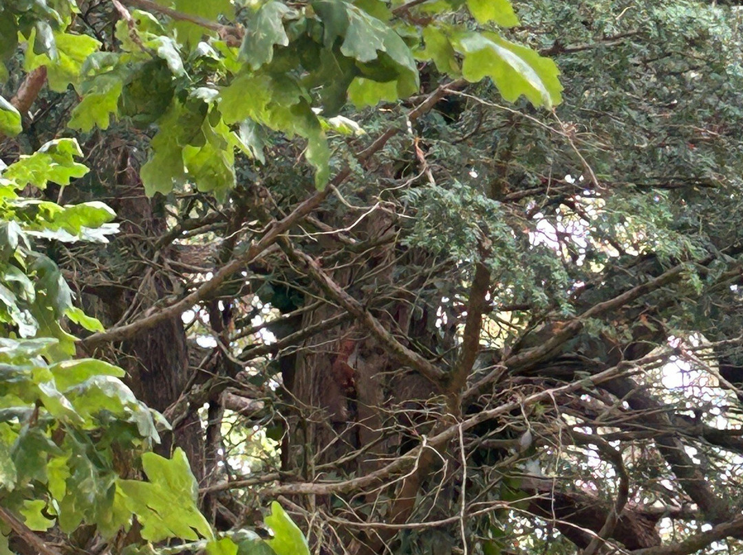 Carisbrooke Castle-纽波特必去景点