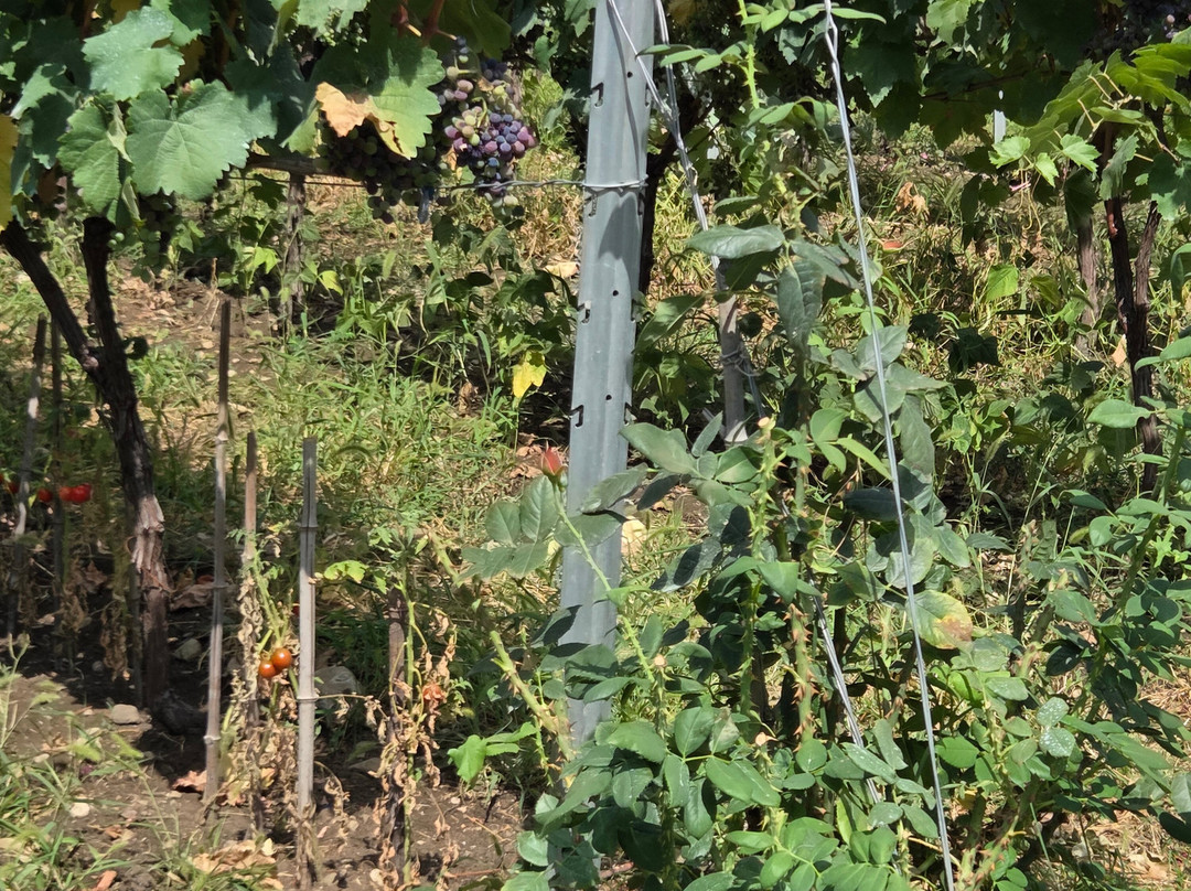 Vellino Wine Cellar-Kakabeti必去景点